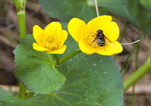 Bee on a marsh marigold