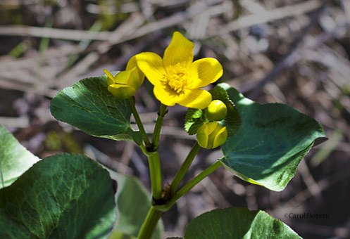 Yellow wildflower, marsh marigold