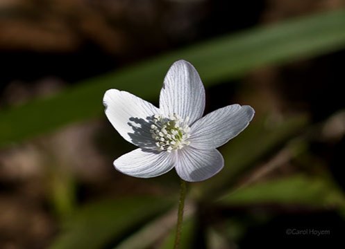 Single white wildflower, wood anemone