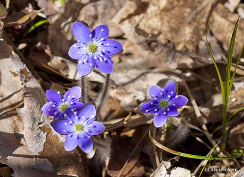 Blue wildflowers, hepatica