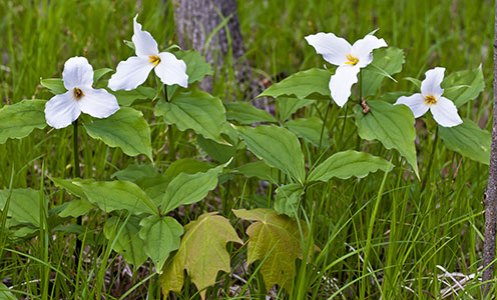 Several trillium wildflowers in bloom in a wooded area.