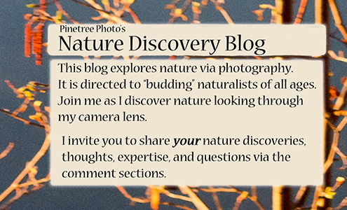 Information about the Nature Discovery Blog through photos