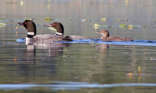two adult loons and baby loon swimming in a line