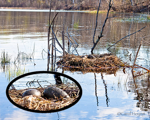 Loon Nest withTwo Eggs