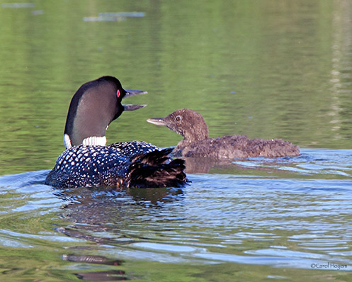 Adult loon and baby loon