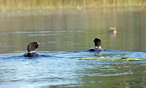Two Loons and Baby