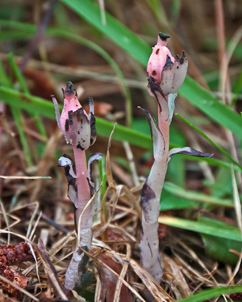 white stemmed wildflower