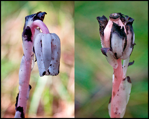 Two Indian Pipe wildflowers, one nodding and one upright