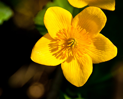 yellow wild flower blossom