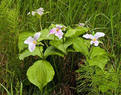Pink Wildflowers