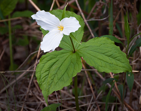 White trillium wildflower