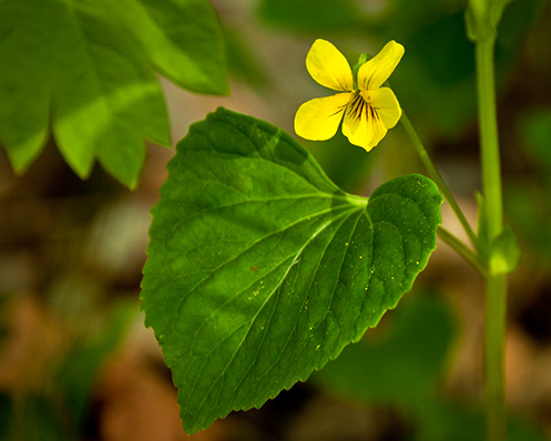 Yellow Wildflower
