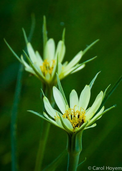 Light yellow wildflower