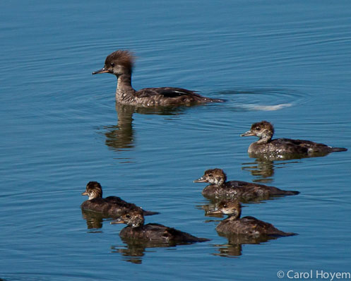 hooded merganser duck with babies