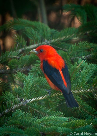 Red bird with black tail feathers