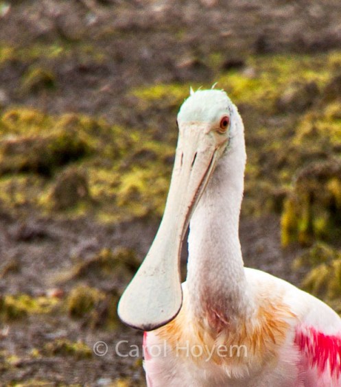 spoon shaped beak of spoonbill