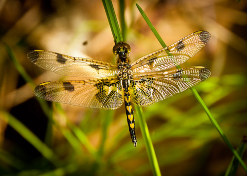 female calico pennant dragonfly