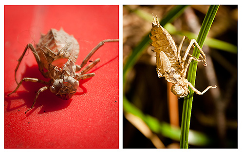 dragonfly larval shell