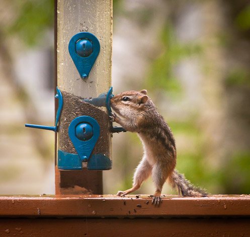 Chipmunk eating from thistle seed bird feeder
