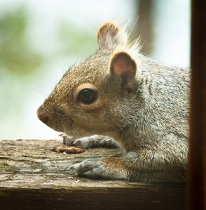 Side view of squirrel head