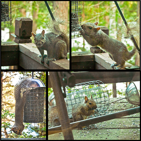 Squirrel next to downed bird feeder