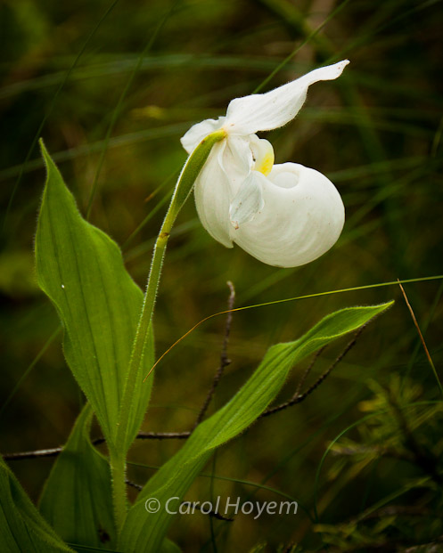 rare white form of showy lady slipper
