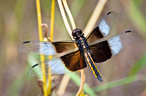 male widow skimmer dragonfly with black and white wings