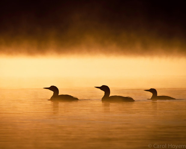 Loon family swimming in morning mist