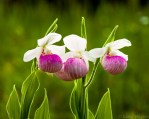three pink and white flowers