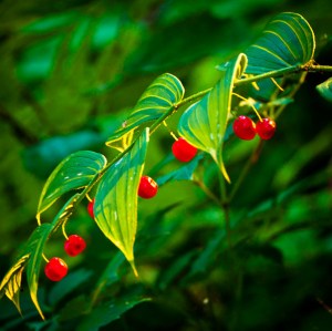 Red berries on a green branch