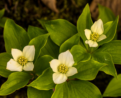 3 bunchberry blooms
