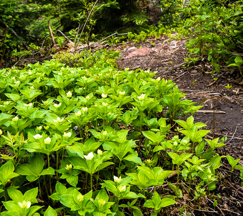 Many blooming bunchberries