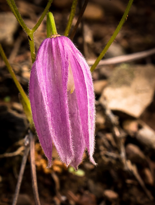 unidentified pink wildflower blossum