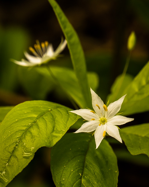 white flower shaped like a star