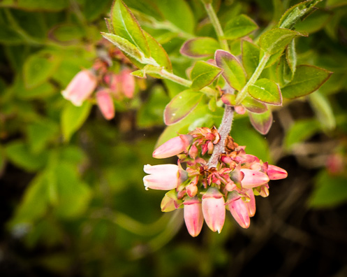 Pink flowers on blueberry plant.
