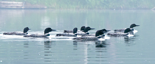 nine loons together on lake