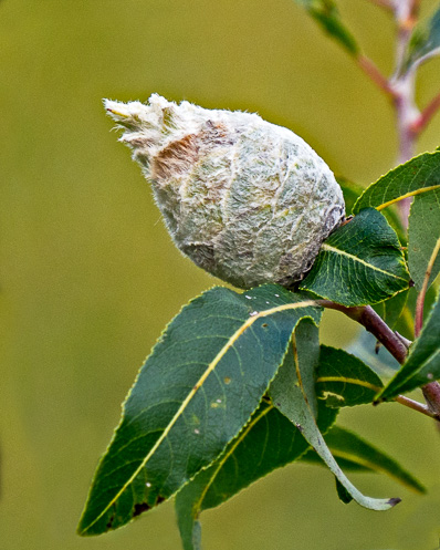 cone shaped seedpod